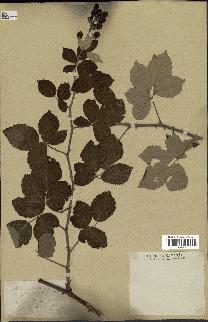 spécimen de Rubus pubescens