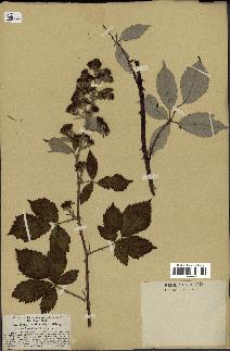 spécimen de Rubus pubescens