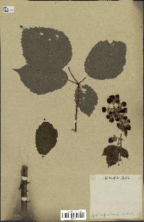 spécimen de Rubus pubescens