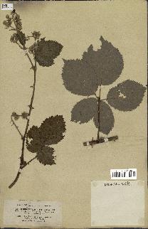 spécimen de Rubus pubescens