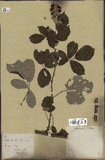 spécimen de Rubus pubescens