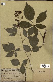 spécimen de Rubus pubescens