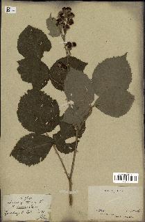 spécimen de Rubus pubescens