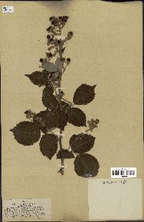 spécimen de Rubus pubescens