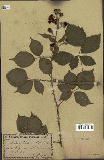 spécimen de Rubus pubescens