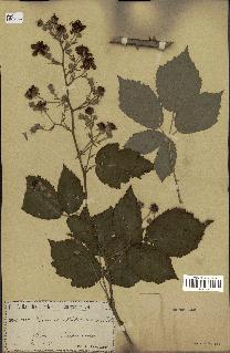 spécimen de Rubus pubescens