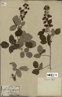 spécimen de Rubus pubescens