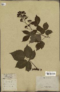 spécimen de Rubus pubescens