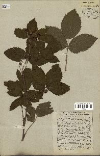 spécimen de Rubus plicatus