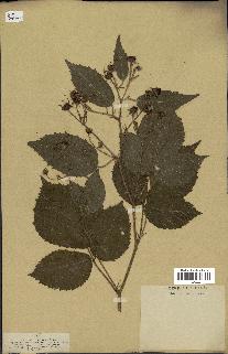 spécimen de Rubus pallidus