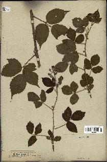 spécimen de Rubus pallidus