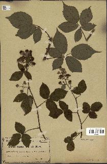 spécimen de Rubus pallidus