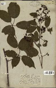 spécimen de Rubus pallidus