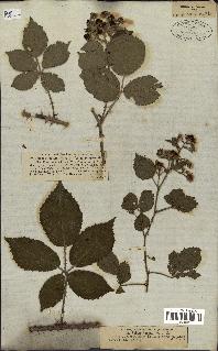 spécimen de Rubus pallidus