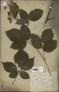 spécimen de Rubus pallidus