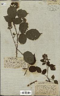 spécimen de Rubus pallidus