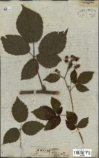 spécimen de Rubus pallidus