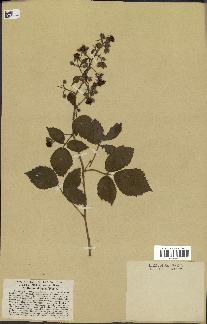 spécimen de Rubus pallidus