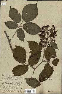 spécimen de Rubus pallidus