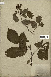 spécimen de Rubus pallidus