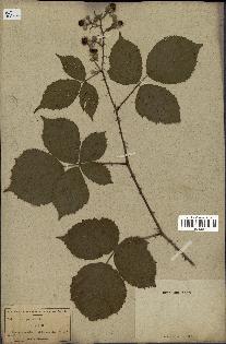spécimen de Rubus villicaulis