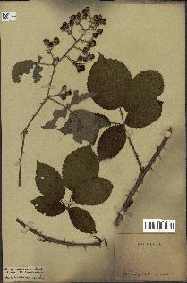 spécimen de Rubus villicaulis