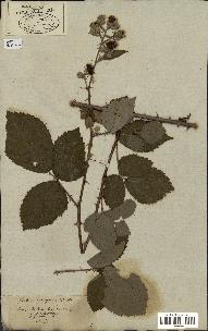 spécimen de Rubus vulgaris