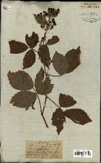 spécimen de Rubus vulgaris