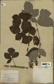 spécimen de Rubus vulgaris