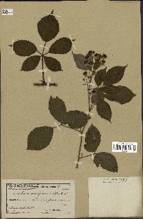 spécimen de Rubus vulgaris