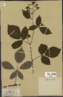 spécimen de Rubus vulgaris