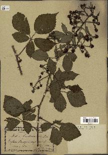 spécimen de Rubus vulgaris