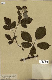 spécimen de Rubus vulgaris