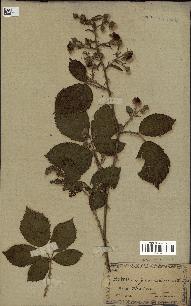 spécimen de Rubus vulgaris