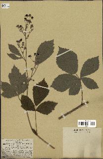 spécimen de Rubus virgultorum