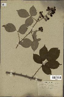 spécimen de Rubus villicaulis