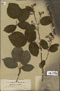 spécimen de Rubus villicaulis