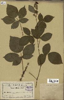 spécimen de Rubus villicaulis