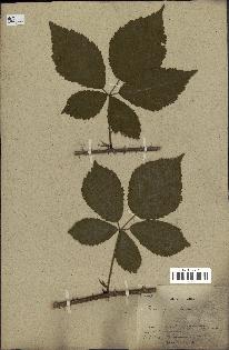 spécimen de Rubus villicaulis