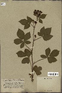 spécimen de Rubus villicaulis