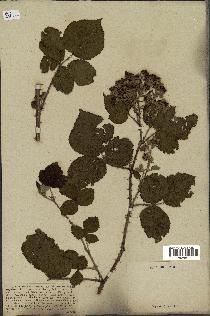 spécimen de Rubus villicaulis