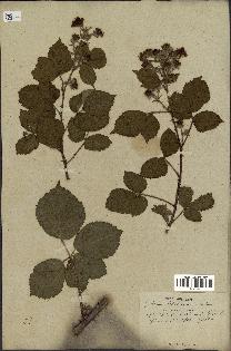 spécimen de Rubus villicaulis