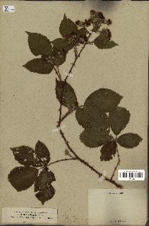 spécimen de Rubus villicaulis