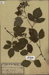 spécimen de Rubus villicaulis