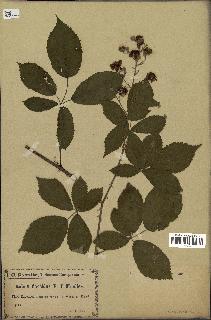 spécimen de Rubus villicaulis