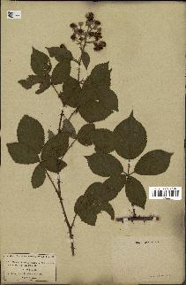 spécimen de Rubus villicaulis