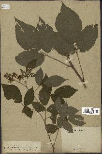 spécimen de Rubus villicaulis