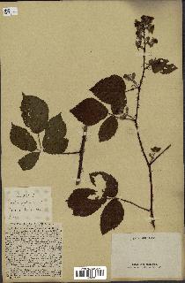 spécimen de Rubus villicaulis