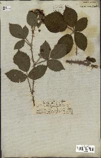 spécimen de Rubus villicaulis