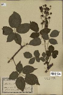 spécimen de Rubus villicaulis